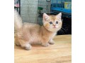 uaekittens-kittensforsaledubai-dubaikittens-persiankittensuae-kittensadoptionuae-dubaipetsforsale-uaepets-small-4