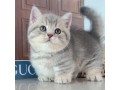 uaekittens-kittensforsaledubai-dubaikittens-persiankittensuae-kittensadoptionuae-dubaipetsforsale-uaepets-small-1