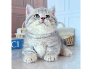 Uaekittens 		#kittensforsaleDubai 		#dubaikittens 		#persiankittensuae 		#kittensadoptionuae 		#dubaipetsforsale 		#uaepets