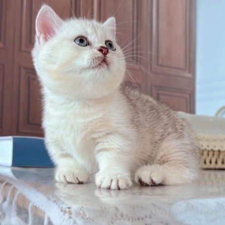 uaekittens-kittensforsaledubai-dubaikittens-persiankittensuae-kittensadoptionuae-dubaipetsforsale-uaepets-big-2
