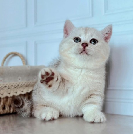 uaekittens-kittensforsaledubai-dubaikittens-persiankittensuae-kittensadoptionuae-dubaipetsforsale-uaepets-big-3