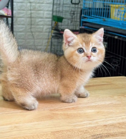 uaekittens-kittensforsaledubai-dubaikittens-persiankittensuae-kittensadoptionuae-dubaipetsforsale-uaepets-big-4