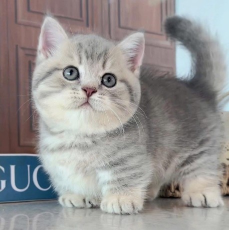 uaekittens-kittensforsaledubai-dubaikittens-persiankittensuae-kittensadoptionuae-dubaipetsforsale-uaepets-big-1