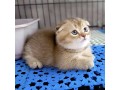 uaekittens-kittensforsaledubai-dubaikittens-persiankittensuae-kittensadoptionuae-dubaipetsforsale-uaepets-small-2