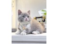 uaekittens-kittensforsaledubai-dubaikittens-persiankittensuae-kittensadoptionuae-dubaipetsforsale-uaepets-small-3