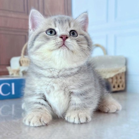 uaekittens-kittensforsaledubai-dubaikittens-persiankittensuae-kittensadoptionuae-dubaipetsforsale-uaepets-big-0