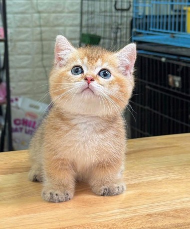 uaekittens-kittensforsaledubai-dubaikittens-persiankittensuae-kittensadoptionuae-dubaipetsforsale-uaepets-big-1