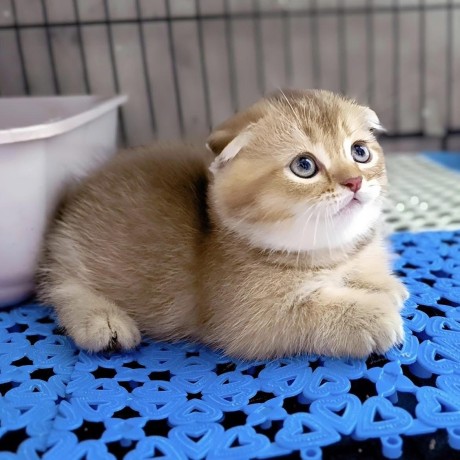 uaekittens-kittensforsaledubai-dubaikittens-persiankittensuae-kittensadoptionuae-dubaipetsforsale-uaepets-big-2