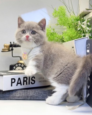 uaekittens-kittensforsaledubai-dubaikittens-persiankittensuae-kittensadoptionuae-dubaipetsforsale-uaepets-big-4