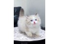 uaekittens-kittensforsaledubai-dubaikittens-persiankittensuae-kittensadoptionuae-dubaipetsforsale-uaepets-small-4