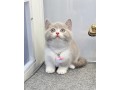 uaekittens-kittensforsaledubai-dubaikittens-persiankittensuae-kittensadoptionuae-dubaipetsforsale-uaepets-small-0