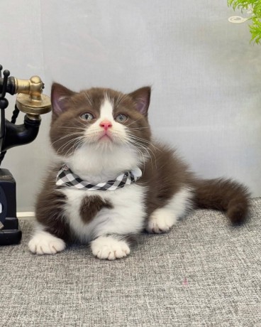 uaekittens-kittensforsaledubai-dubaikittens-persiankittensuae-kittensadoptionuae-dubaipetsforsale-uaepets-big-2