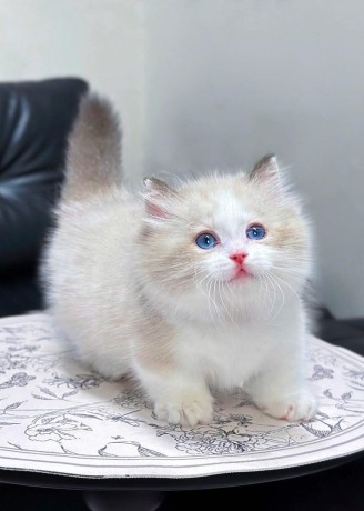 uaekittens-kittensforsaledubai-dubaikittens-persiankittensuae-kittensadoptionuae-dubaipetsforsale-uaepets-big-4