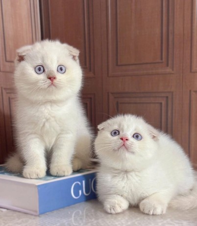 uaekittens-kittensforsaledubai-dubaikittens-persiankittensuae-kittensadoptionuae-dubaipetsforsale-uaepets-big-3