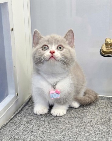 uaekittens-kittensforsaledubai-dubaikittens-persiankittensuae-kittensadoptionuae-dubaipetsforsale-uaepets-big-0