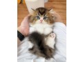 uaekittens-kittensforsaledubai-dubaikittens-persiankittensuae-kittensadoptionuae-dubaipetsforsale-uaepets-small-3