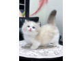 uaekittens-kittensforsaledubai-dubaikittens-persiankittensuae-kittensadoptionuae-dubaipetsforsale-uaepets-small-1