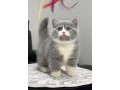 uaekittens-kittensforsaledubai-dubaikittens-persiankittensuae-kittensadoptionuae-dubaipetsforsale-uaepets-small-4