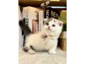uaekittens-kittensforsaledubai-dubaikittens-persiankittensuae-kittensadoptionuae-dubaipetsforsale-uaepets-small-2