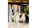 uaekittens-kittensforsaledubai-dubaikittens-persiankittensuae-kittensadoptionuae-dubaipetsforsale-uaepets-small-0