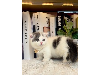 Uaekittens 		#kittensforsaleDubai 		#dubaikittens 		#persiankittensuae 		#kittensadoptionuae 		#dubaipetsforsale 		#uaepets