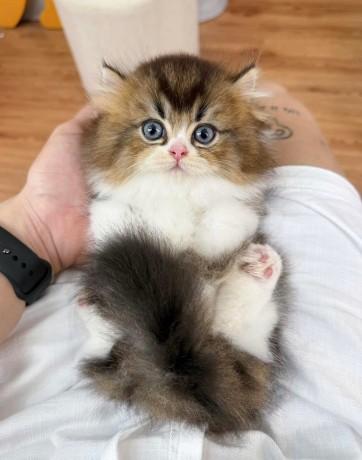 uaekittens-kittensforsaledubai-dubaikittens-persiankittensuae-kittensadoptionuae-dubaipetsforsale-uaepets-big-3