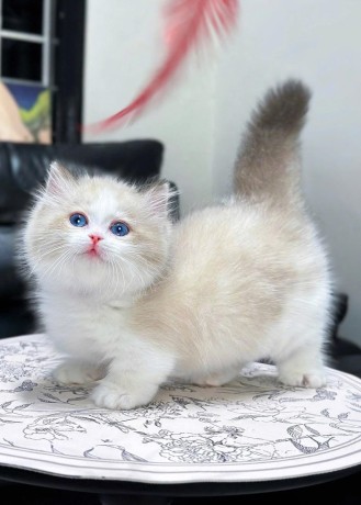 uaekittens-kittensforsaledubai-dubaikittens-persiankittensuae-kittensadoptionuae-dubaipetsforsale-uaepets-big-1