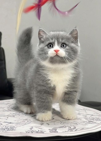 uaekittens-kittensforsaledubai-dubaikittens-persiankittensuae-kittensadoptionuae-dubaipetsforsale-uaepets-big-4