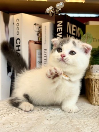 uaekittens-kittensforsaledubai-dubaikittens-persiankittensuae-kittensadoptionuae-dubaipetsforsale-uaepets-big-2