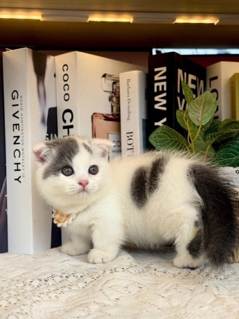 uaekittens-kittensforsaledubai-dubaikittens-persiankittensuae-kittensadoptionuae-dubaipetsforsale-uaepets-big-0