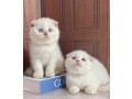 adorable-kittens-small-3