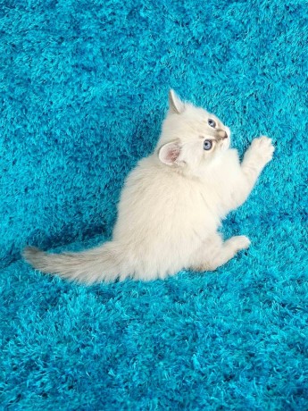 adorable-kittens-big-0