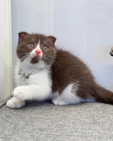 adorable-kittens-big-2