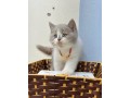 adorable-kittens-small-2