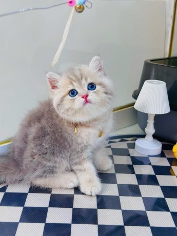 adorable-kittens-big-1