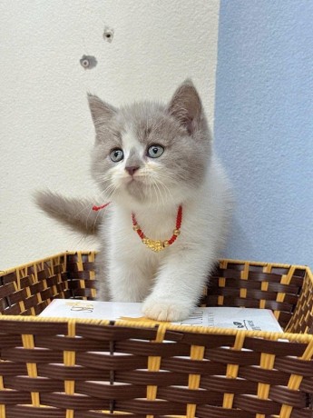 adorable-kittens-big-2