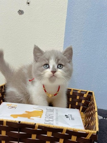 adorable-kittens-big-0