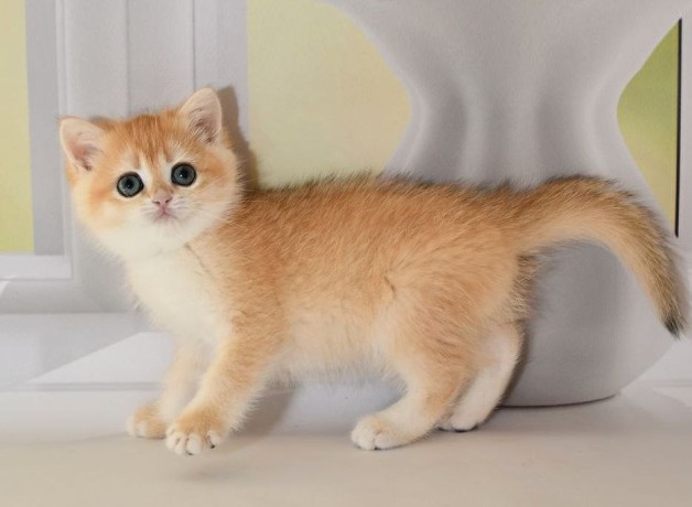 adorable-kittens-big-3