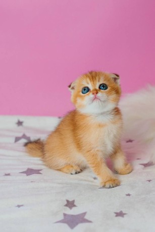 adorable-kittens-big-1