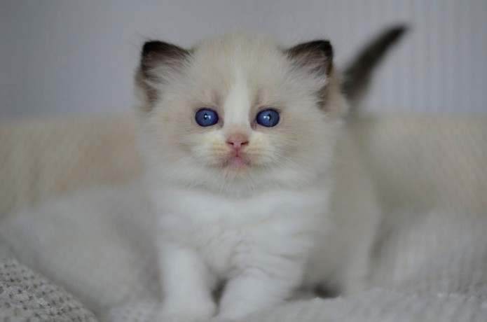 adorable-kittens-big-0