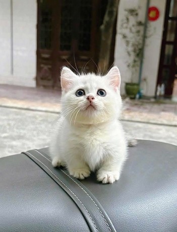 adorable-kittens-big-0