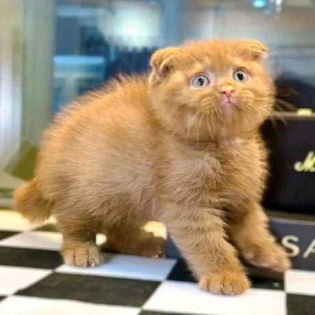 adorable-kittens-big-1