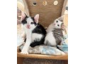kittens-for-sale-small-2