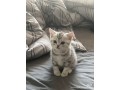 kittens-for-sale-small-1