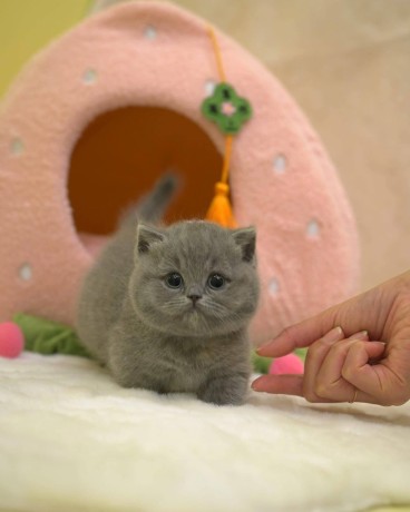 kittens-for-sale-big-0