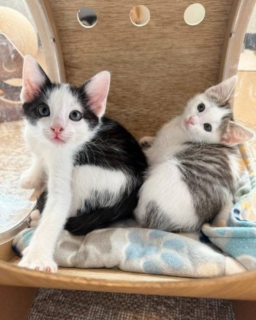 kittens-for-sale-big-2