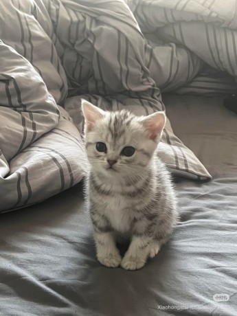 kittens-for-sale-big-1