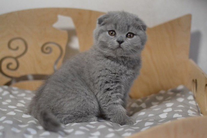 kittens-for-sale-big-1