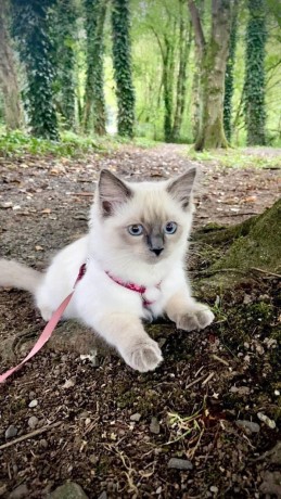 kittens-for-sale-big-0