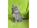 kitten-for-sale-small-1